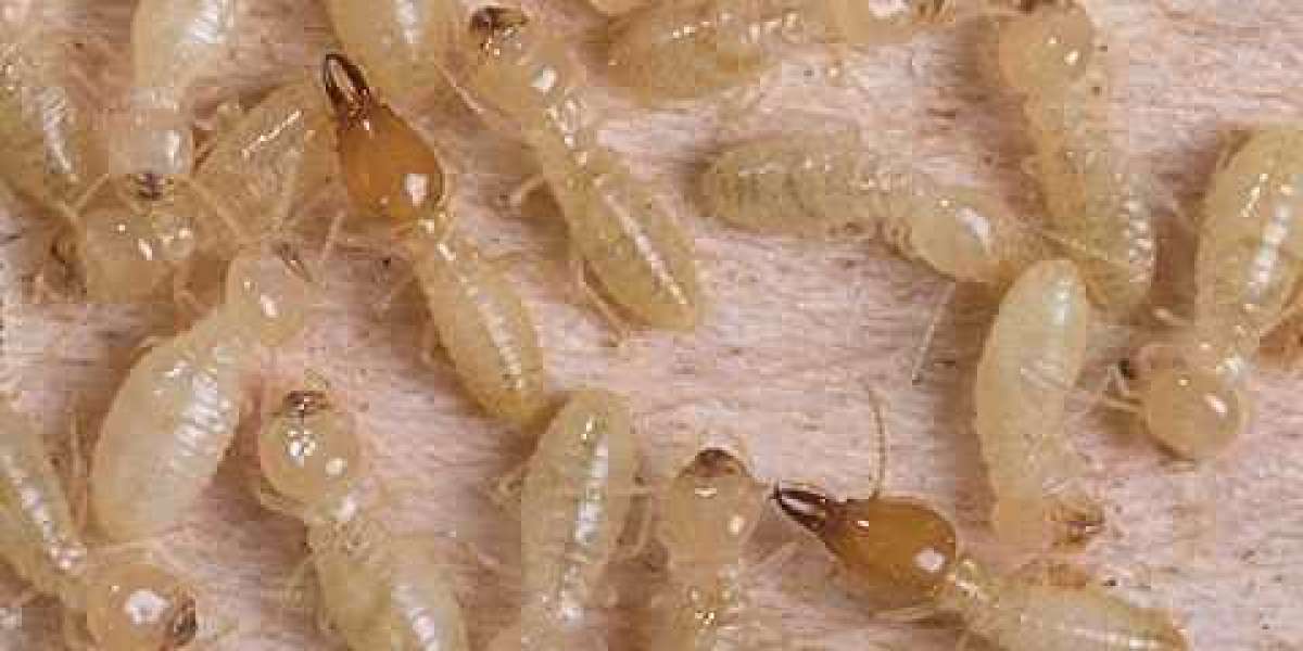 Reliable Termite Solutions for Staten Island Homes