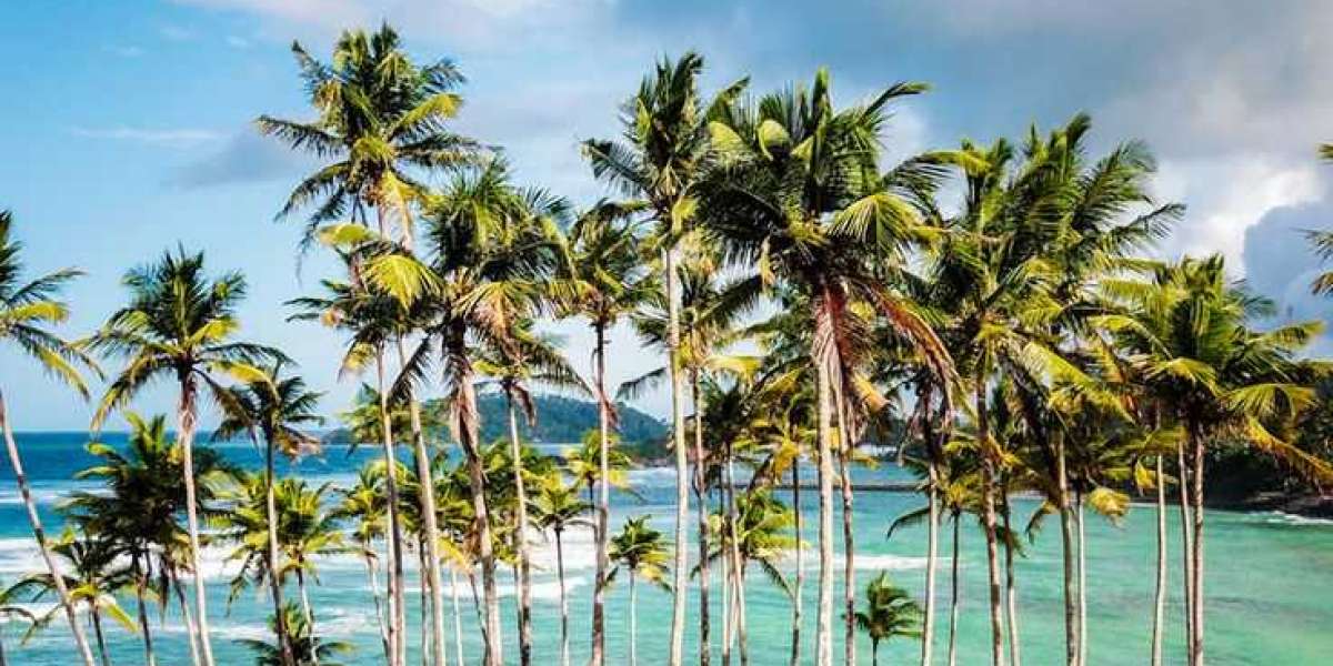 Sri Lanka on a Budget: How to Travel Cheap and Smart