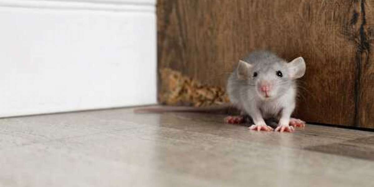 Fast, Reliable Rodent Removal: Local Solutions That Work Now