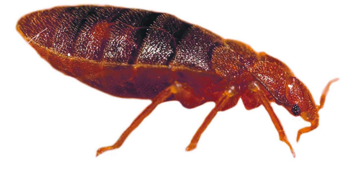 Why Illinois Homeowners Turn to Experts for Bed Bug Problems Before They Get Worse