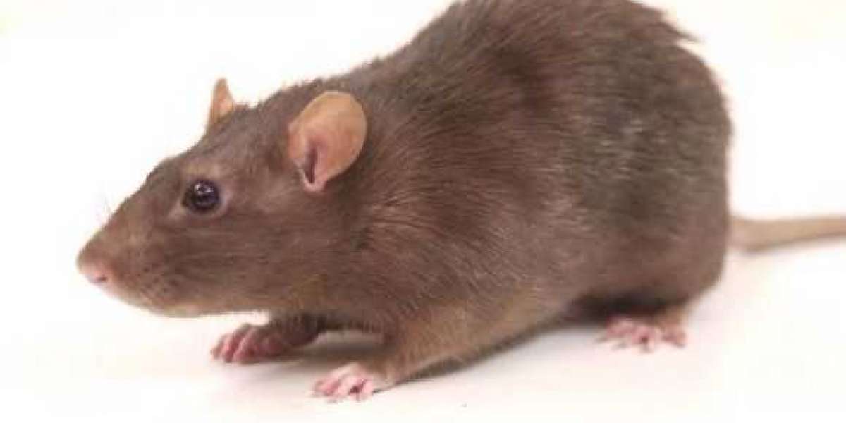 Understanding Effective Rodent Control Services for Lasting Home Protection