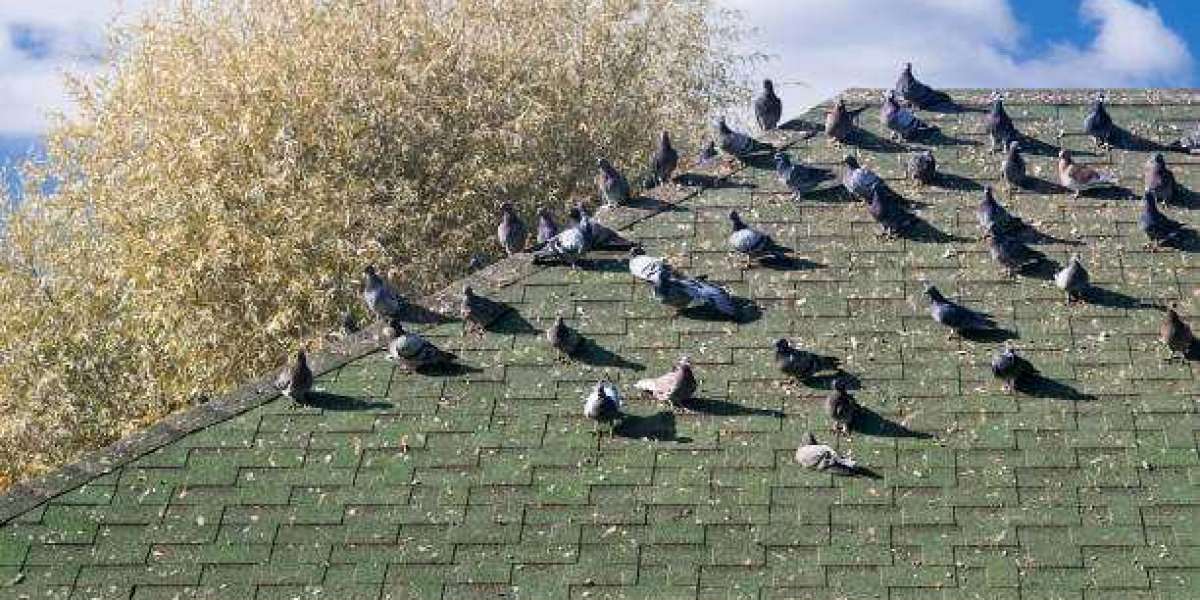 How Professional Pigeon Control Protects Bethpage Homes