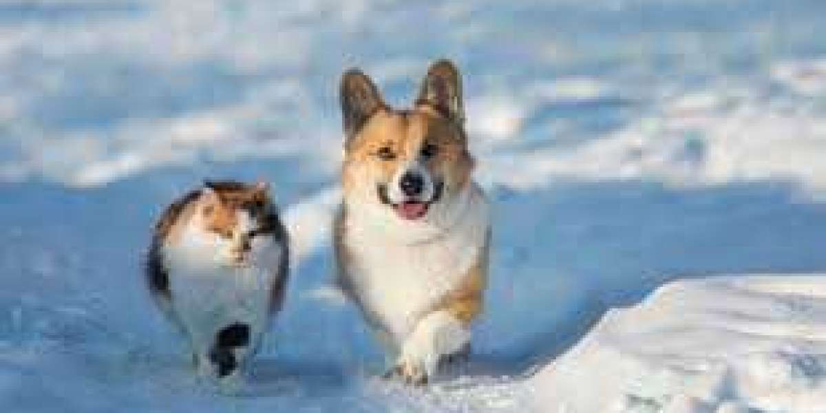The Winter Problem: When Rock Salt Does More Harm Than Good