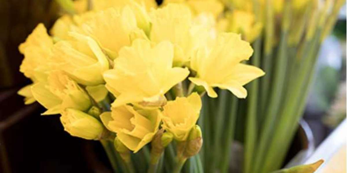 Why Every Grocery Store Needs a Produce Pro Vegetable Cleaner for Safer, Fresher Produce