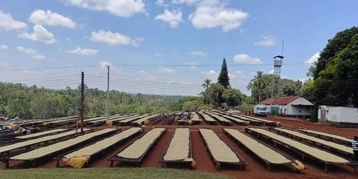 Discover the Richness of Kenyan AA Coffee in Australia: A Journey into Premium Flavor and Quality