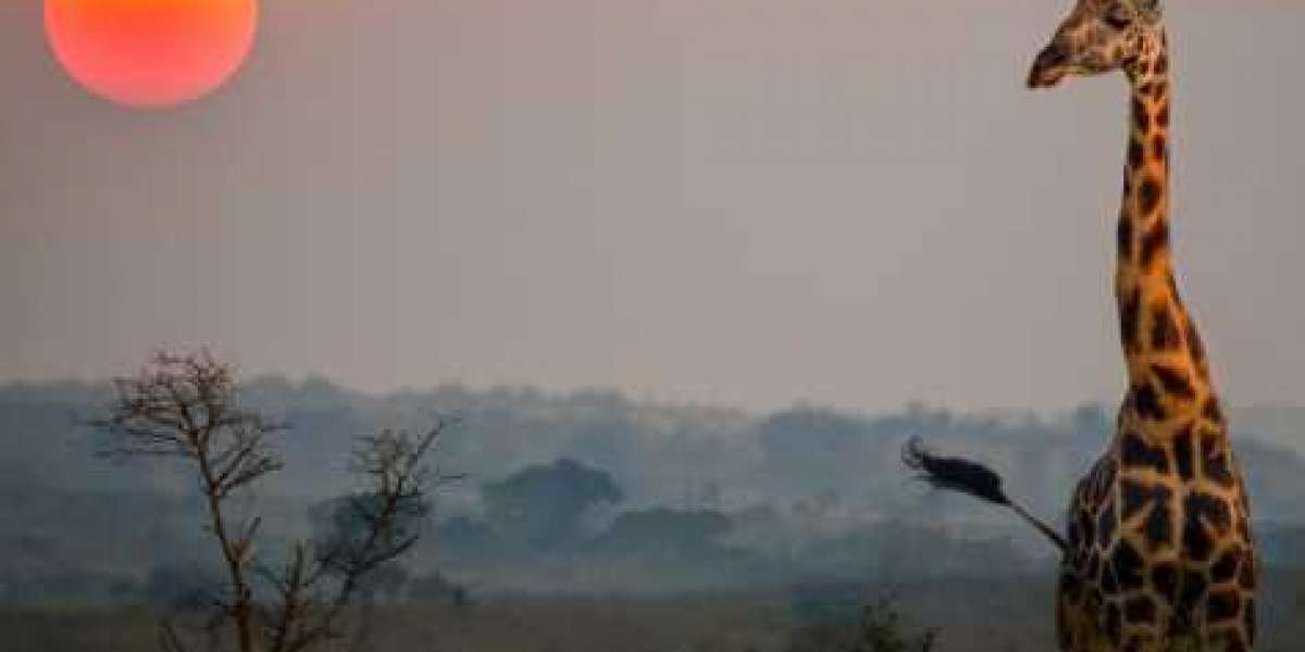 Wild Adventures Await: Your Ultimate Guide to Kenya’s Safari Wonders