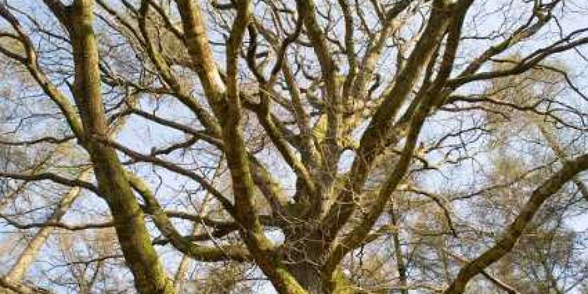 Il Miglior Casinò Online in Italia 2025