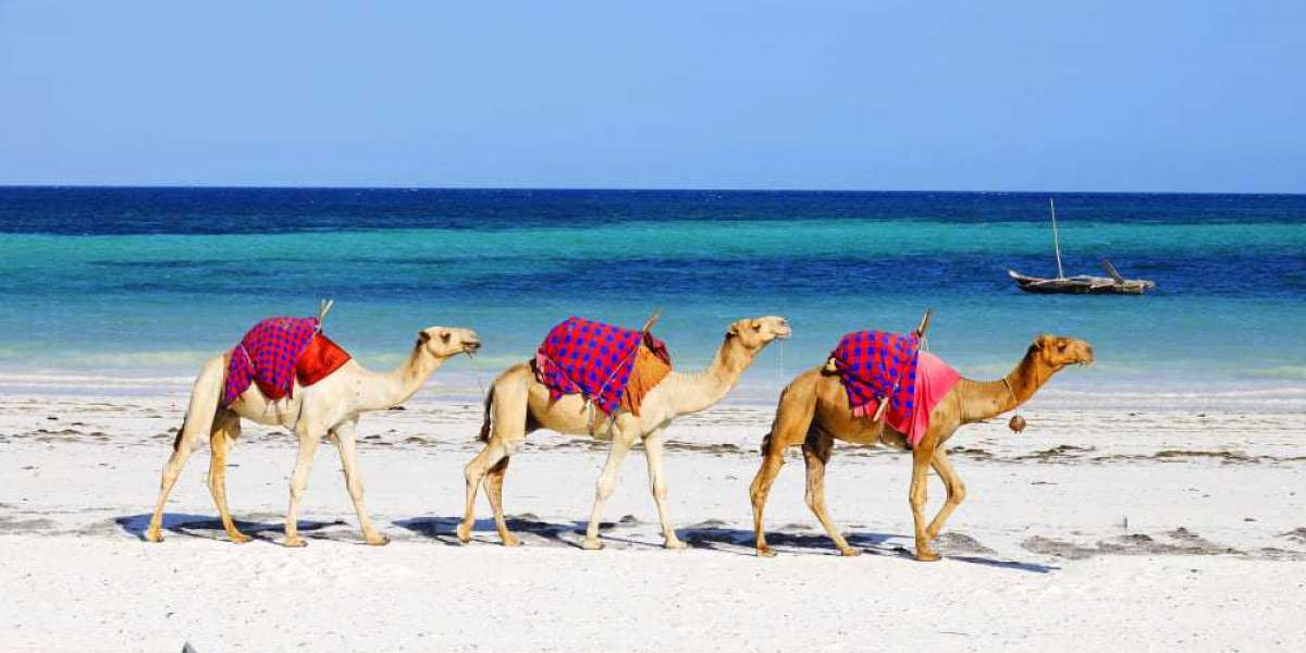 Inclusive Guide Sharm El Sheikh – Discover the Best of Egypt’s Red Sea Gem