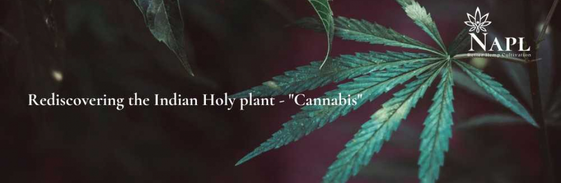 NAP Limited Cover Image