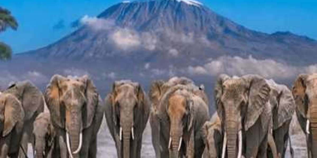 Top African Adventures That Will Make Your Travel Dreams Come True