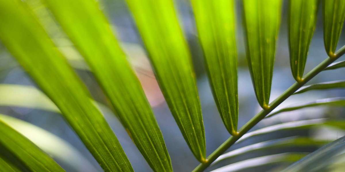 Skycrown Casino Australia Sign Up $3000 + 200 FS Bonus